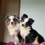 Stacy Endsley - @endsleys_aussies - Instagram