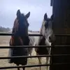 stacey Farmer - @stacey.farmer3 - TikTok