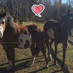 Stacey Farmer - @staceybfarmer - Instagram