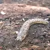 Stacey Frazier - @stacey.frazier1 - TikTok