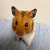 StaceyFrazier - @staceyfrazierseulcuhw - TikTok
