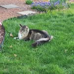 Stacey Fuller - @crazy_catlady6 - Instagram