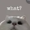 LENNY - @staceyhahn2 - TikTok