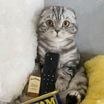 Stacy Hecht - @mochitheremaxcat - Instagram