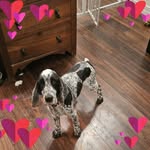 Stacey Hess - @lifewith_6dogs - Instagram