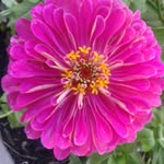 Stacey Hess Dayton - @shdayton29 - Instagram