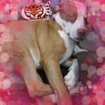 Stacey Houck - @stacey.houck.10 - Instagram