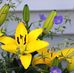 Stacy Naylor Houck - Facebook