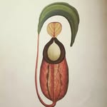 Stacey Hull - @myinnerplant - Instagram