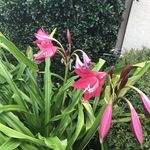 Stacey Oldenburg Kaminski - @3amstacey - Instagram