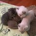 Stacey Koch - Facebook