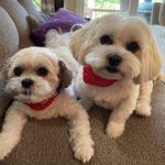 Stacey Gurevitch Levy - @stacey.g.levy - Instagram