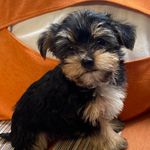 Stacey O'Dell Littlejohn - @stacey8547 - Instagram