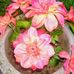 Stacy Majewski - Facebook