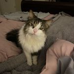 Stacey Merrill Crawford - @nashvilletidefan - Instagram