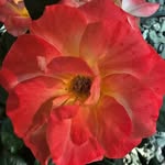 Stacey Meyer - @staylo05 - Instagram