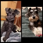 Stacy Mireles - @mini.schnauzerpups - Instagram