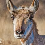 Stacey Nickelson - @staceynickelsonphotography - Instagram