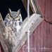 Stacey Nickelson Photography - Facebook