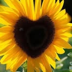 Stacey Root - Facebook
