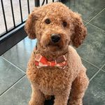 Stacy White Rothman - @ranger_themoyenpoodle - Instagram