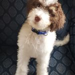 Stacey Shaver Bossio - @tobychester_the_bernedoodle - Instagram