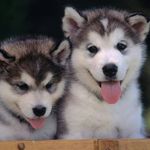Stacey Stanek - @pritrycutesnowball - Instagram