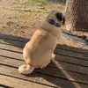 WeePugSeamus - @staceystratton665 - TikTok