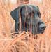 Stacey Strom - Facebook