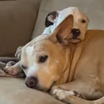 Stacey Tarver Strouse - @rls58 - Instagram