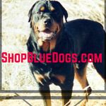 Stacey Llanas-Wallis - @bluedogcollars - Instagram