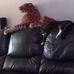 Stacy Westover - Facebook