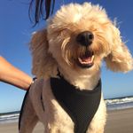 Stacey Whitmore - @damselfly2444 - Instagram