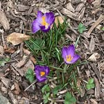 Stacey Wicks - @upstatejoy - Instagram