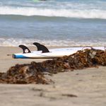 Stacey Willis - @totalbeachca - Instagram