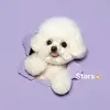 staceyzhou - @staceyzhou - TikTok