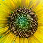Stacy Boyer - @sbphotonature - Instagram