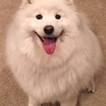 Staci Harper - @stacishops - Instagram