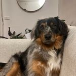 Stacy Hogan - @foreverluckyducks - Instagram