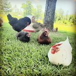 Staci McCormick - @sageandcloverfarm - Instagram