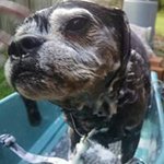 Staci Olsen Dennis - @stacizoo - Instagram
