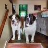 Stacie Rowe McGuigan - @stacie.rowe.mcgui - TikTok