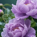 Stacey Ayers - Facebook