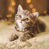 StacieAyers - @nbreihncf5n - TikTok