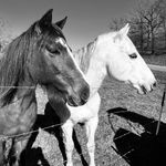 Stacey Baxter - @sunsetfarm_2022 - Instagram