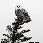 Stacie Heide - @north_owl_photography - Instagram