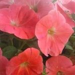 Stacie Keith - @stacie.keith.71 - Instagram