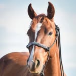 Stacey Adelman - @miss_molly_therapy_horse - Instagram