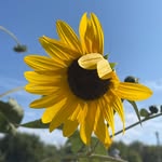 Stacie Applebee - @67sun_flower - Instagram