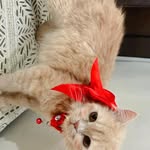 stacy & ash - @ash_stacy_tails - Instagram